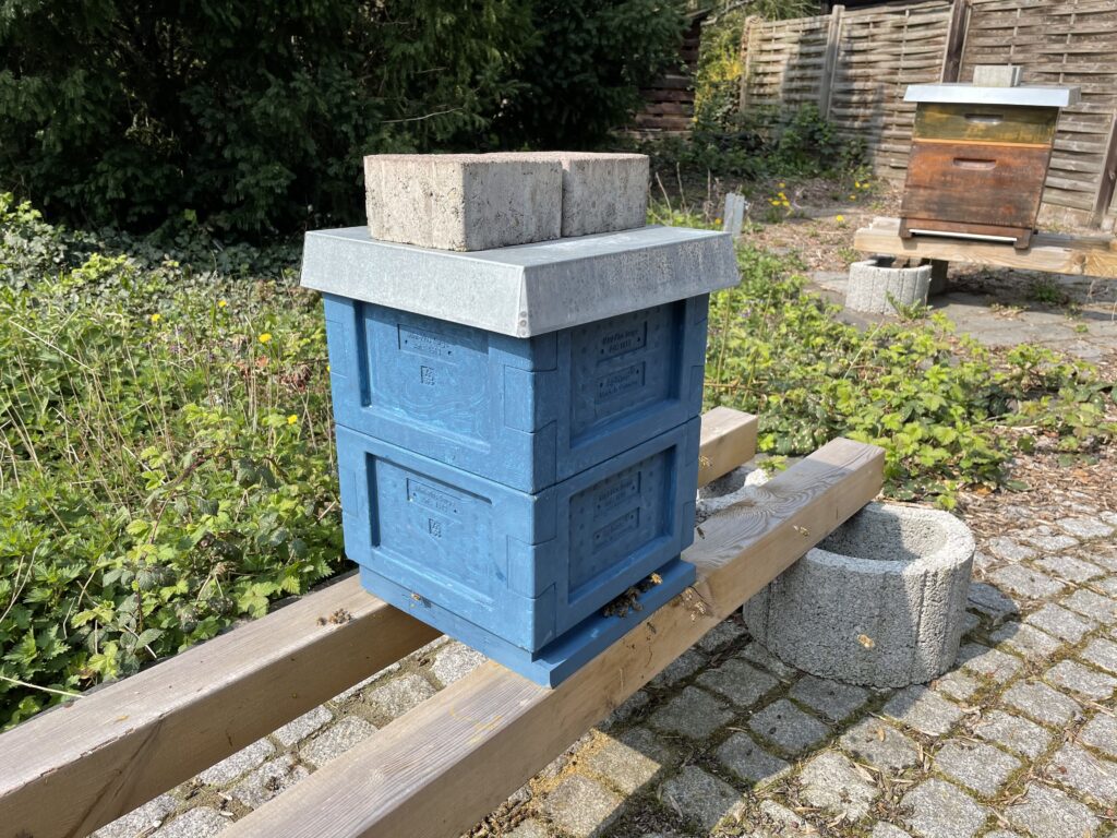 Mini Plus Ableger 2 April 2021