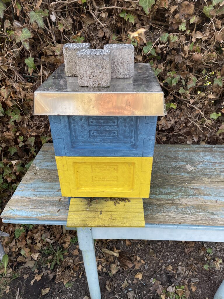 Mini Plus Ableger April 2021