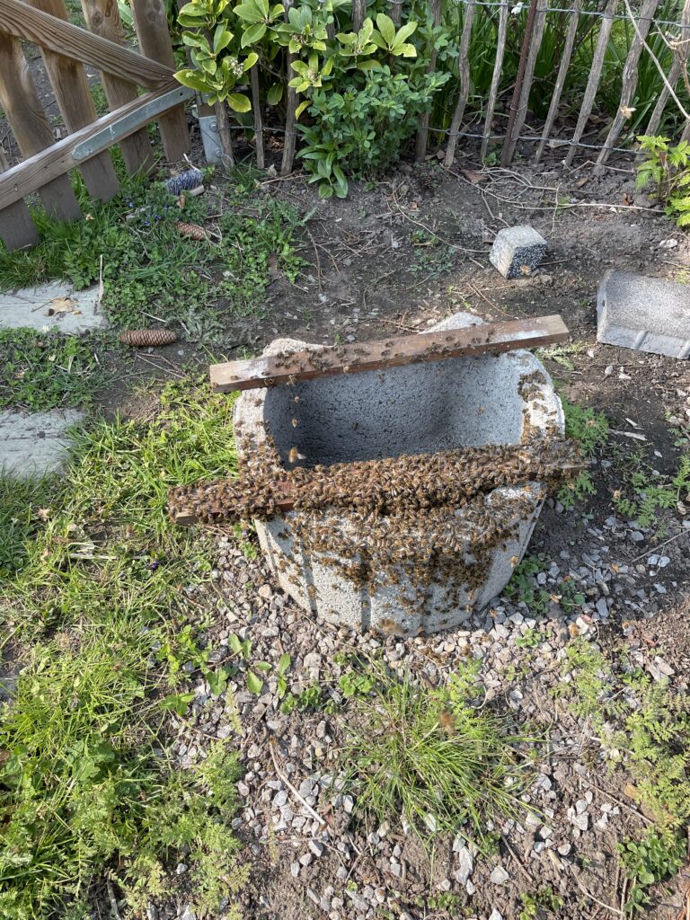 Volk 6 Annea ausgeschüttelt