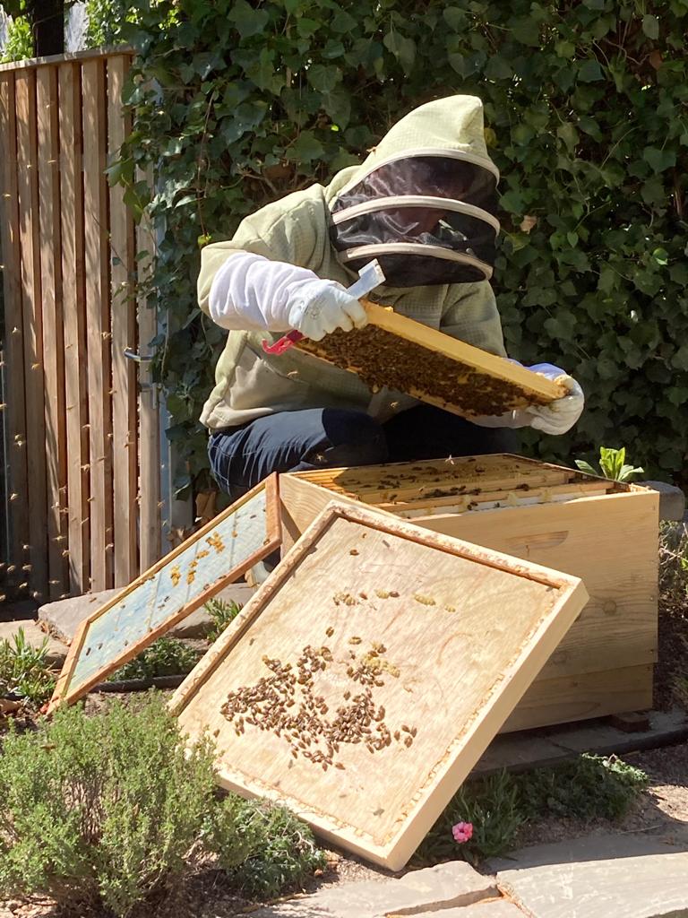 Brutableger mit Schwarmzellen Bild