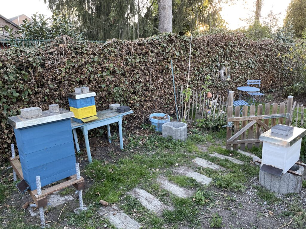 Der Brutableger ist an seinem Platz