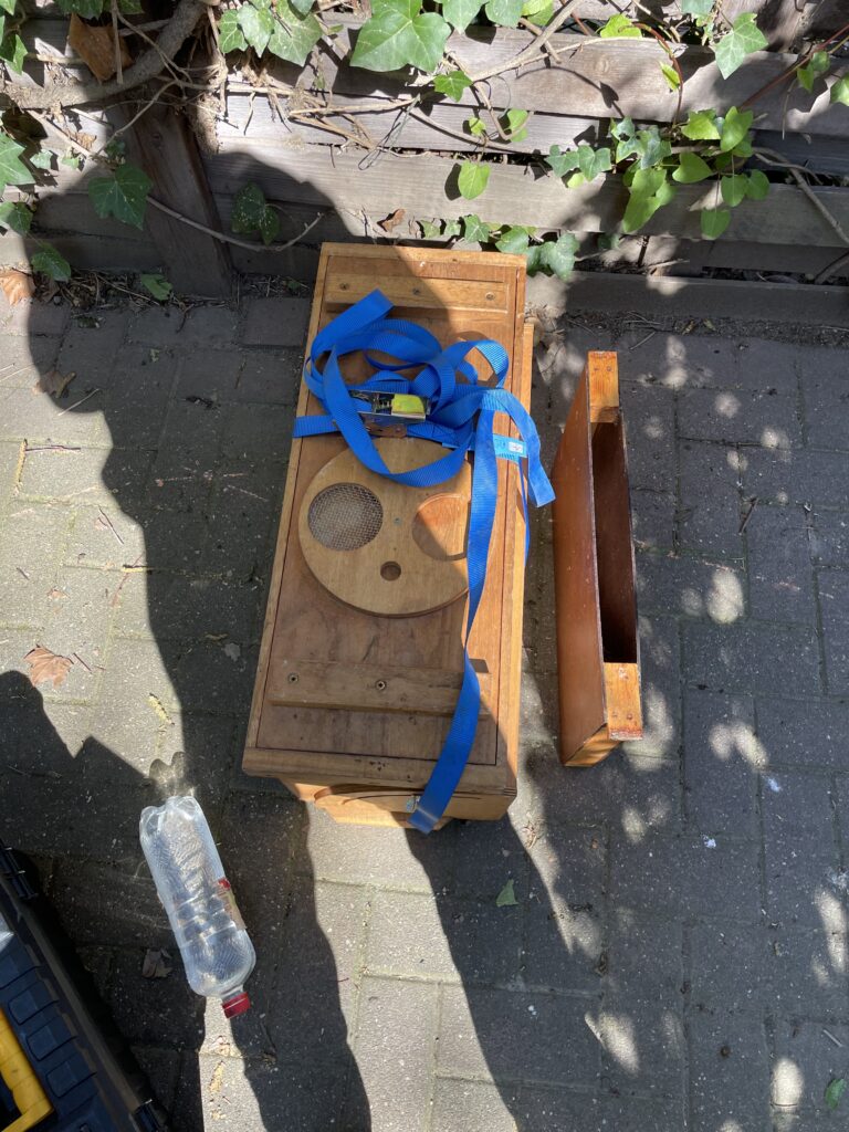 Der Brutableger ist fertig