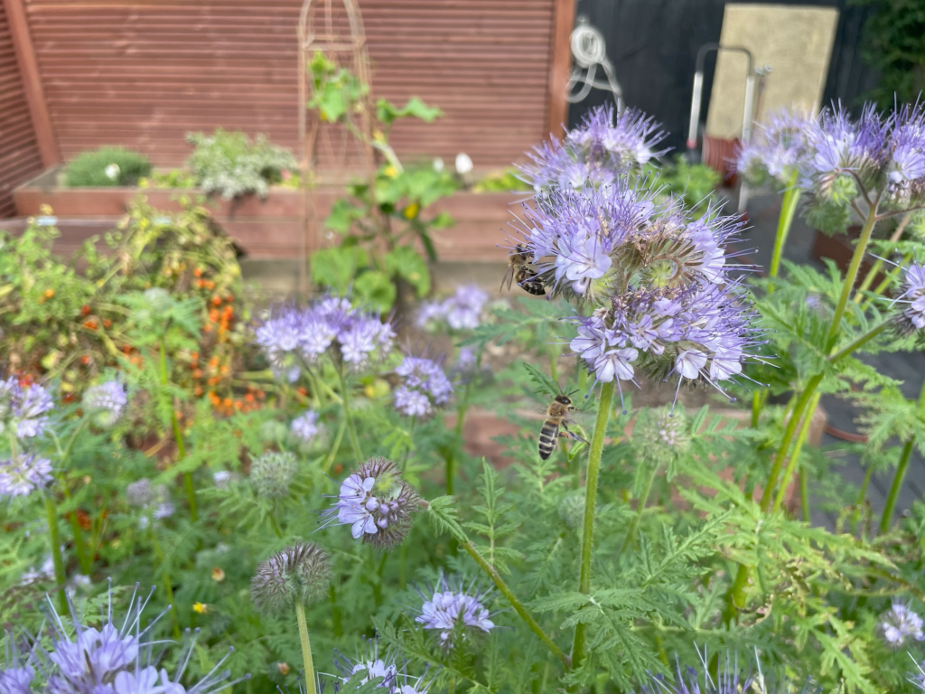 Bienenweide im Spätsommer