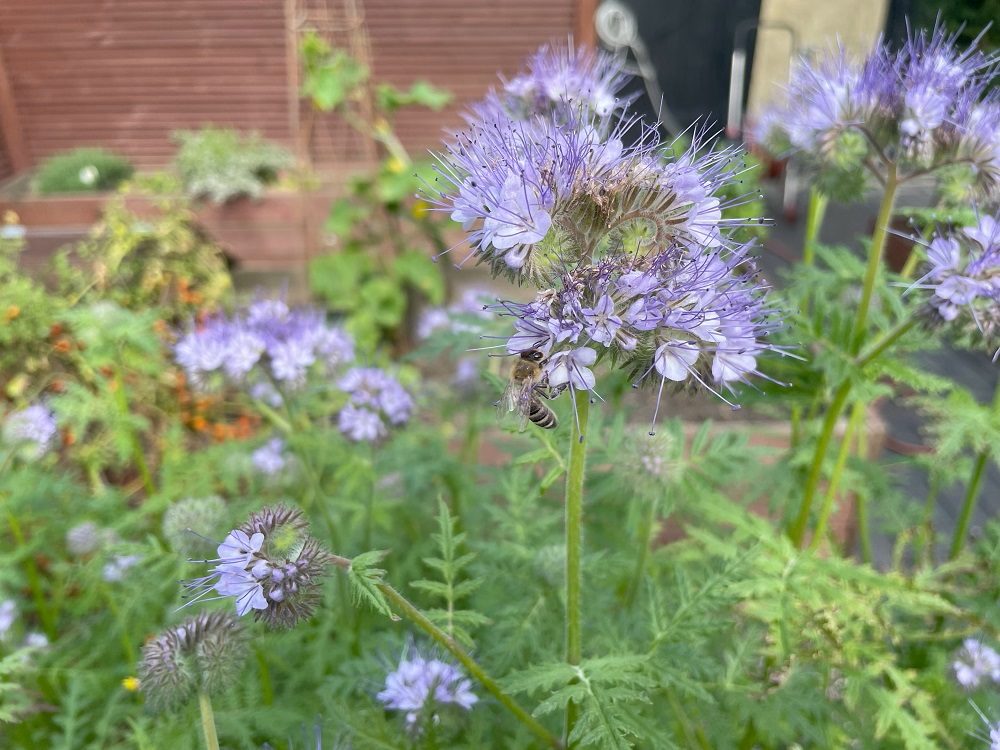 Einzelne Biene auf Phacelia Blüte