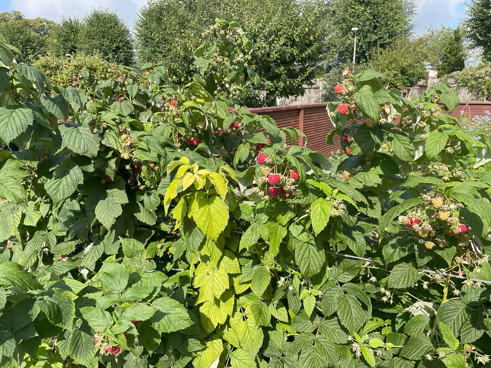 Himbeeren