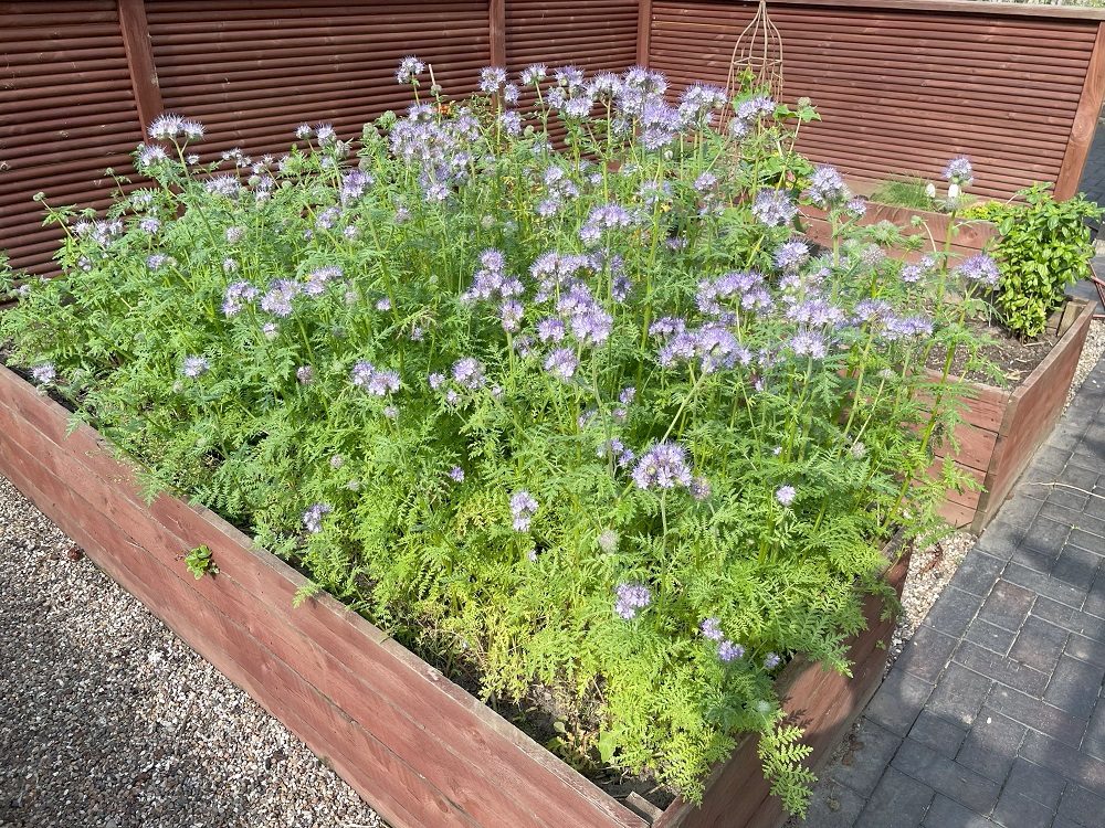 Phacelia Beet 2023