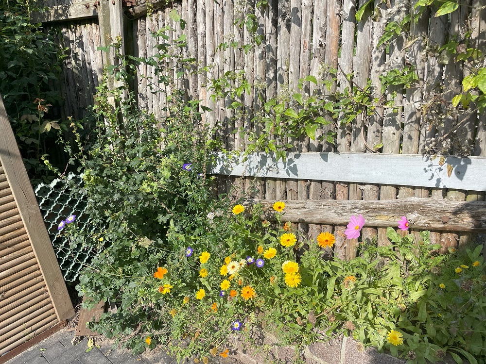 Wildblumen in der Ecke