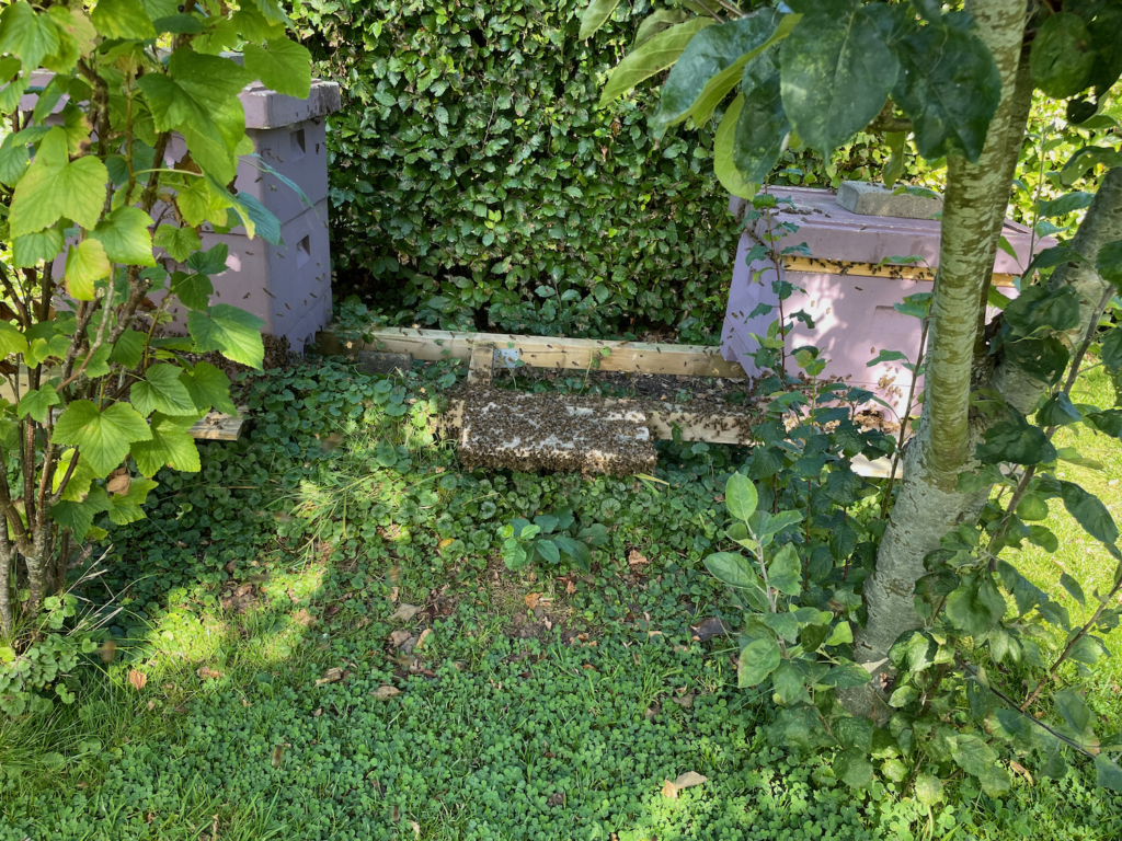 Bienen fliegen zum alten Platz zurück