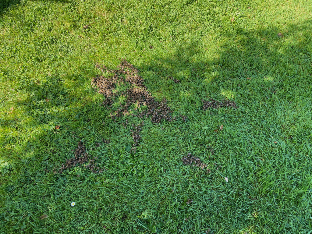 Bienen im Grass nach dem Ausschütteln