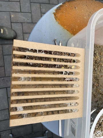 Parasitenbefall Mauerbienen 1