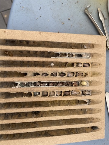 Parasitenbefall Mauerbienen 3