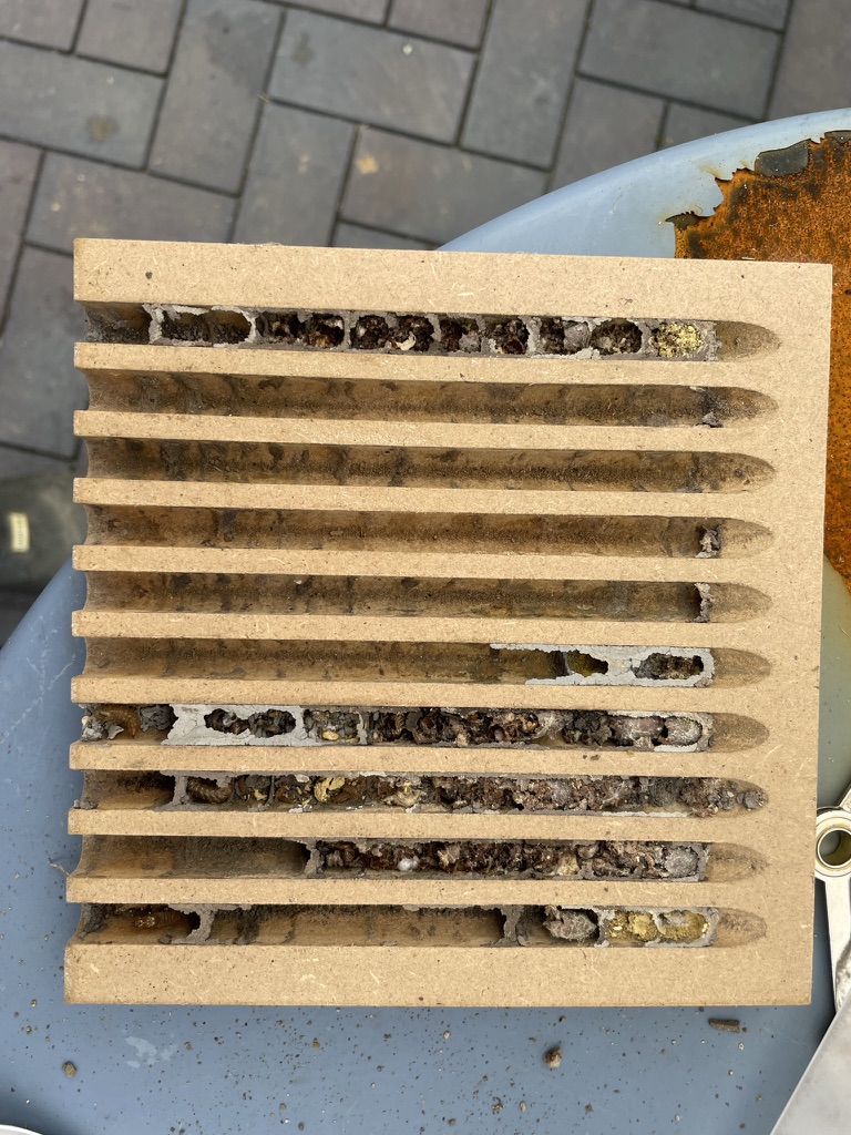 Parasitenbefall Mauerbienen 5