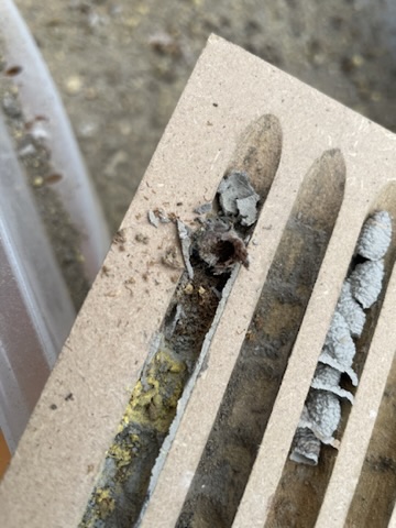 Parasitenbefall Mauerbienen 6