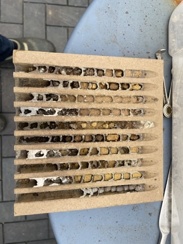 Parasitenbefall Mauerbienen 8