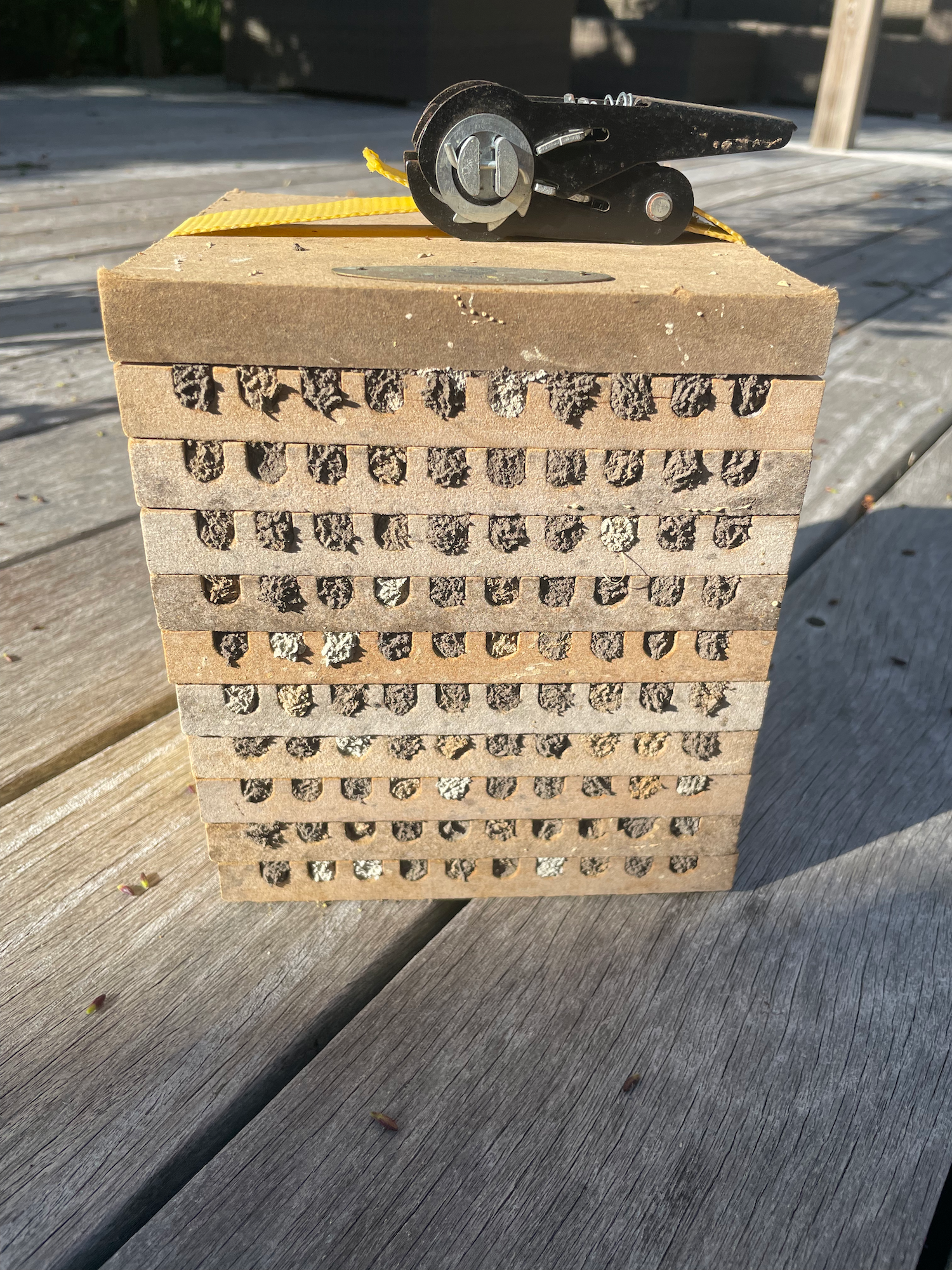 Ein voller Wildbienen Nistblock mit Mauerbieneneiern.