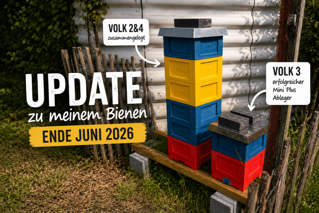 Update zu meinen Bienen Ende Juni 2026 mit zwei Min Plus Beuten