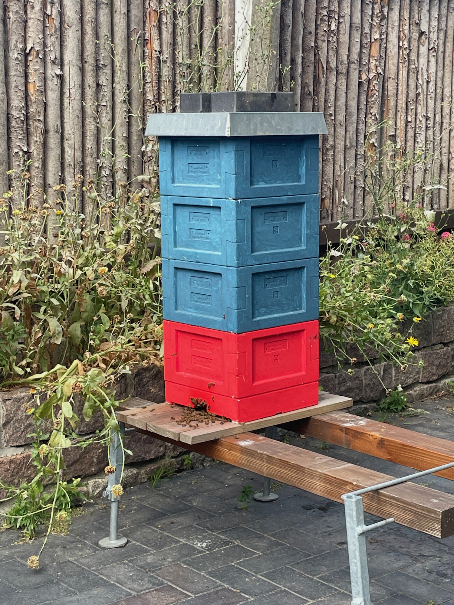 Meine Bienen im September