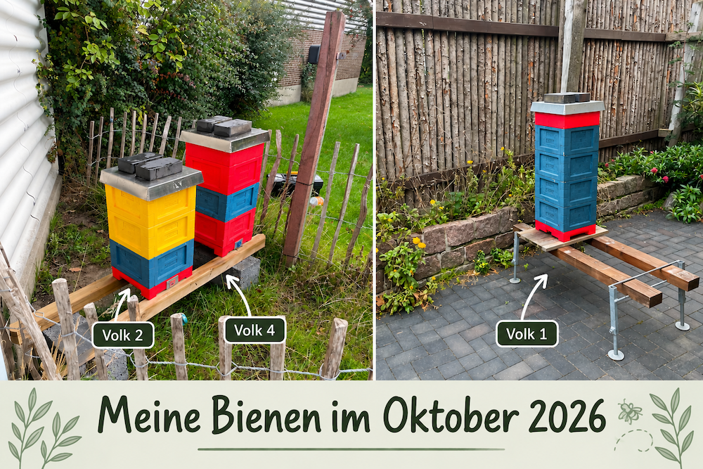 Meine Bienen im Oktober 2026